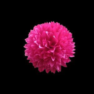 FLOR FLAMENCA - Crisantemo Pequeño